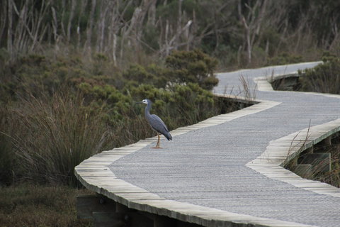Warringine Park & Bittern Coastal Wetlands Boardwalk - Attractions 1