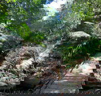 Wirrawilla Rainforest Walk - Attractions