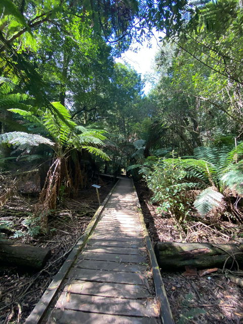 Wirrawilla Rainforest Walk - Attractions 0