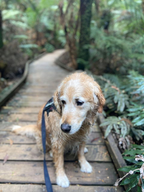 Wirrawilla Rainforest Walk - Attractions 1