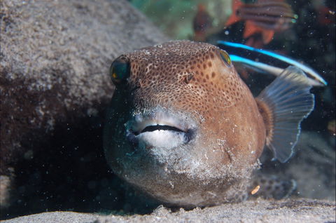 Amity Point Dive Site - Attractions 0