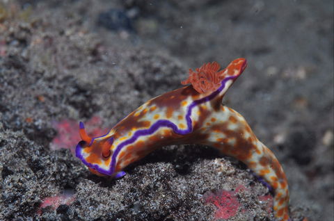 Amity Point Dive Site - Attractions 1
