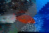 Anchor Bommie Dive Site