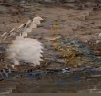 Bird watching at the Goan water hole - Attractions