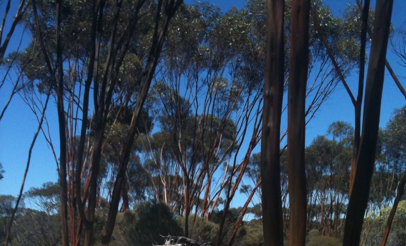 Boorabbin WA Attractions