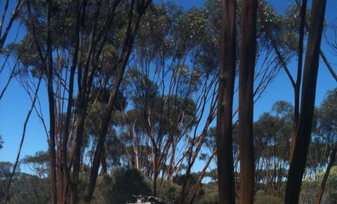 Boorabbin National Park - Attractions 0