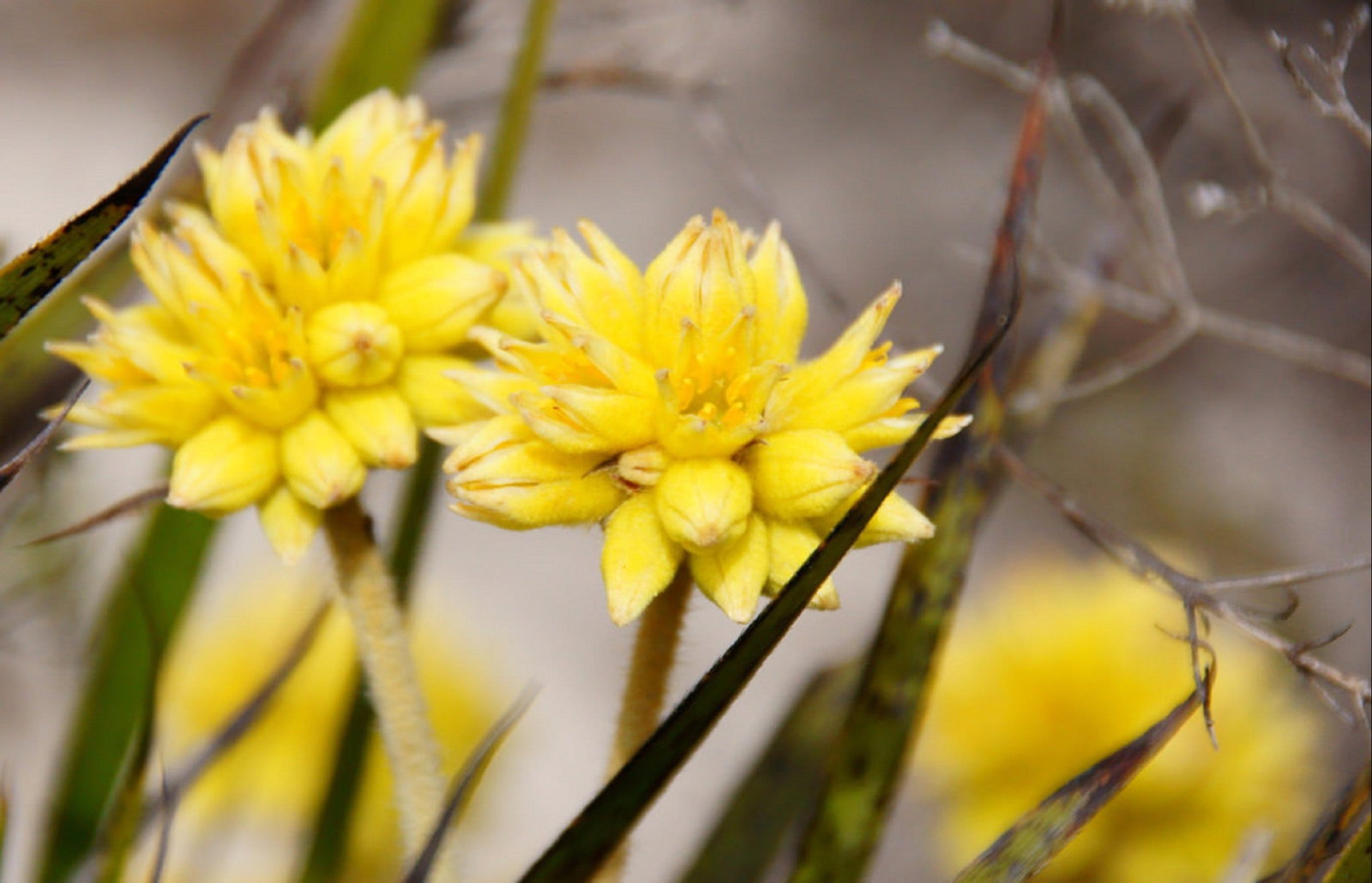 Dandaragan WA See Attractions