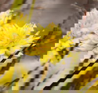 Cataby - See Attractions