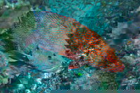 Cobia Hole Dive Site