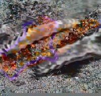 Curtin Artificial Reef Dive Site - Attractions