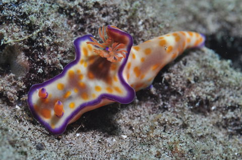 Curtin Artificial Reef Dive Site - Attractions Las Vegas 0