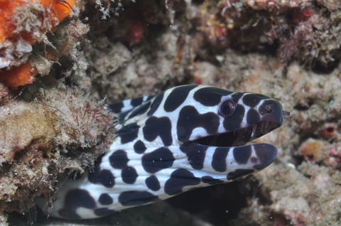 Curtin Artificial Reef Dive Site - Attractions Las Vegas 2