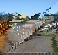 Darkes Forest Riding Ranch - Attractions