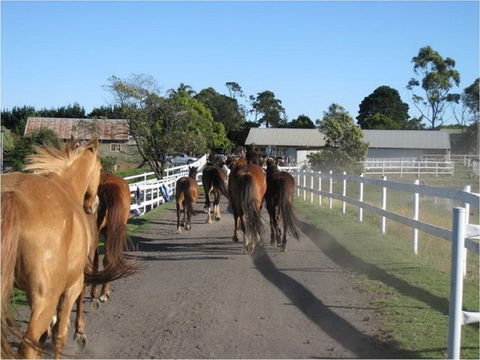 Darkes Forest Riding Ranch - Attractions 0