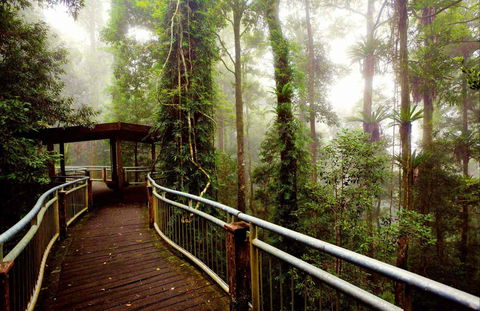 Dorrigo National Park - Attractions 0