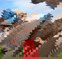 DromeDairy Body and Skin - Attractions