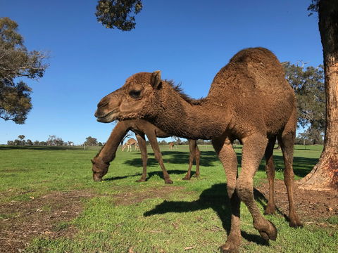 DromeDairy Body And Skin - Attractions 2