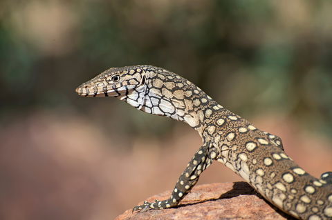 East MacDonnell Ranges - Attractions 1
