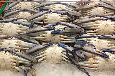 Fish And Fowl - Attractions 1