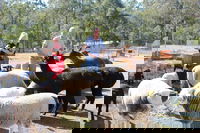 Haigslea EWE Nique Hobby Farm