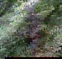Kondalilla Falls Circuit Kondalilla National Park - Attractions