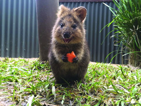 Kuranda Koala Gardens - Attractions Las Vegas 1