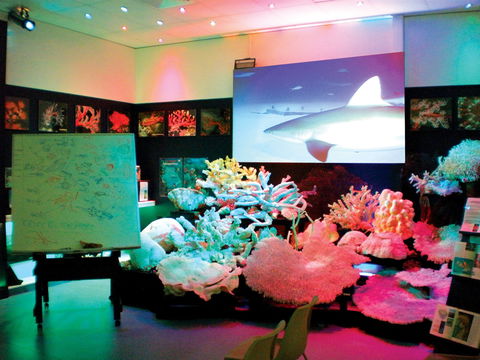 Marine Discovery Centre Hastings Point - Attractions 0