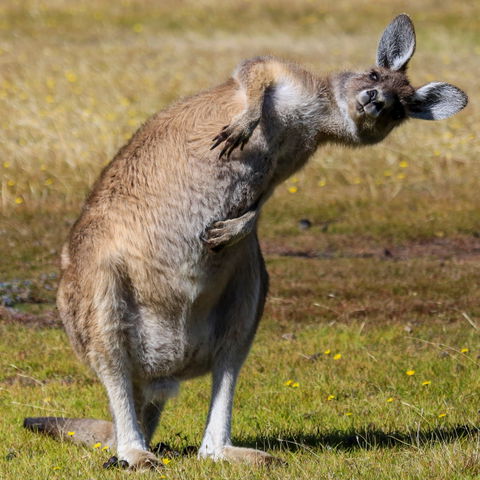 Narawntapu National Park - Attractions 0