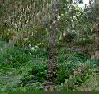Nature Walking Track - Attractions