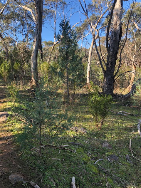 Pine Gully Nature Trail - Attractions 2