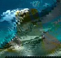 Reef HQ Aquarium - Attractions