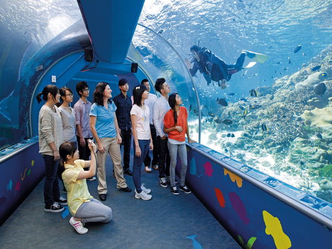 Reef HQ Aquarium - Attractions 2