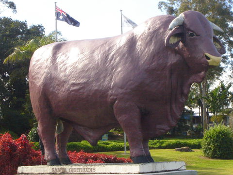 Rockhampton Bull Statues - Attractions 1