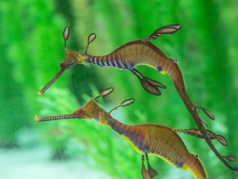 Seahorse World - Attractions 1