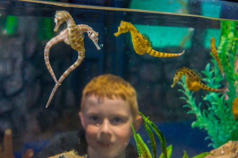 Seahorse World - Attractions 2