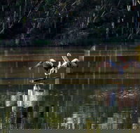 Seaham Swamp Nature Reserve - Attractions