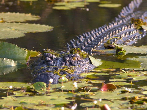 Shady Camp - Attractions 1