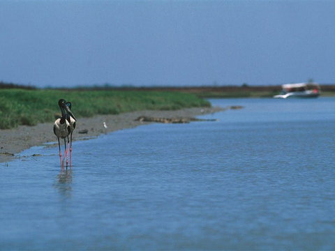 Shady Camp - Attractions 2