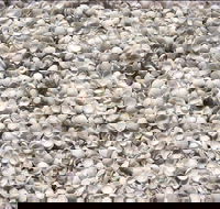 Shell Beach - Attractions