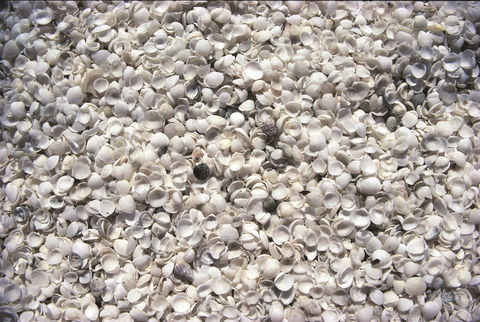 Shell Beach - Attractions 0