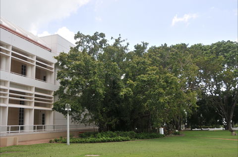 State Square Banyan Tree - Attractions 0