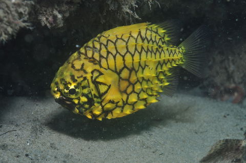 The Seaway Dive Site - Attractions 2