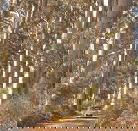 The Great Forest Trees Drive - Attractions