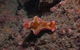 The Wrecks Dive Site At Moreton Island - thumb 1