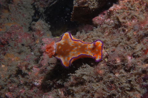The Wrecks Dive Site At Moreton Island - Attractions 1