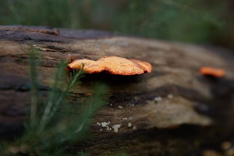 The Briars Park Walking Trails - Attractions 1