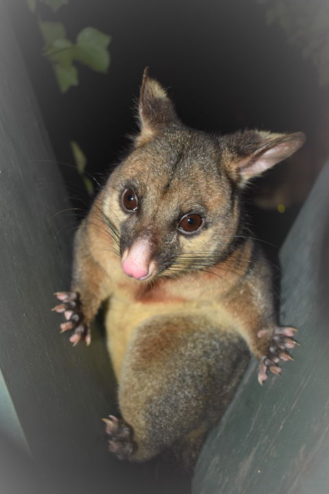 Umpherston Possum Tours - Attractions 1