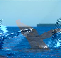 Whale Watching on Keswick Island - Attractions