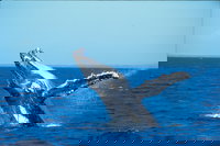 Whale Watching on Keswick Island