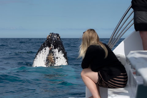 Whale Watching - Attractions 1
